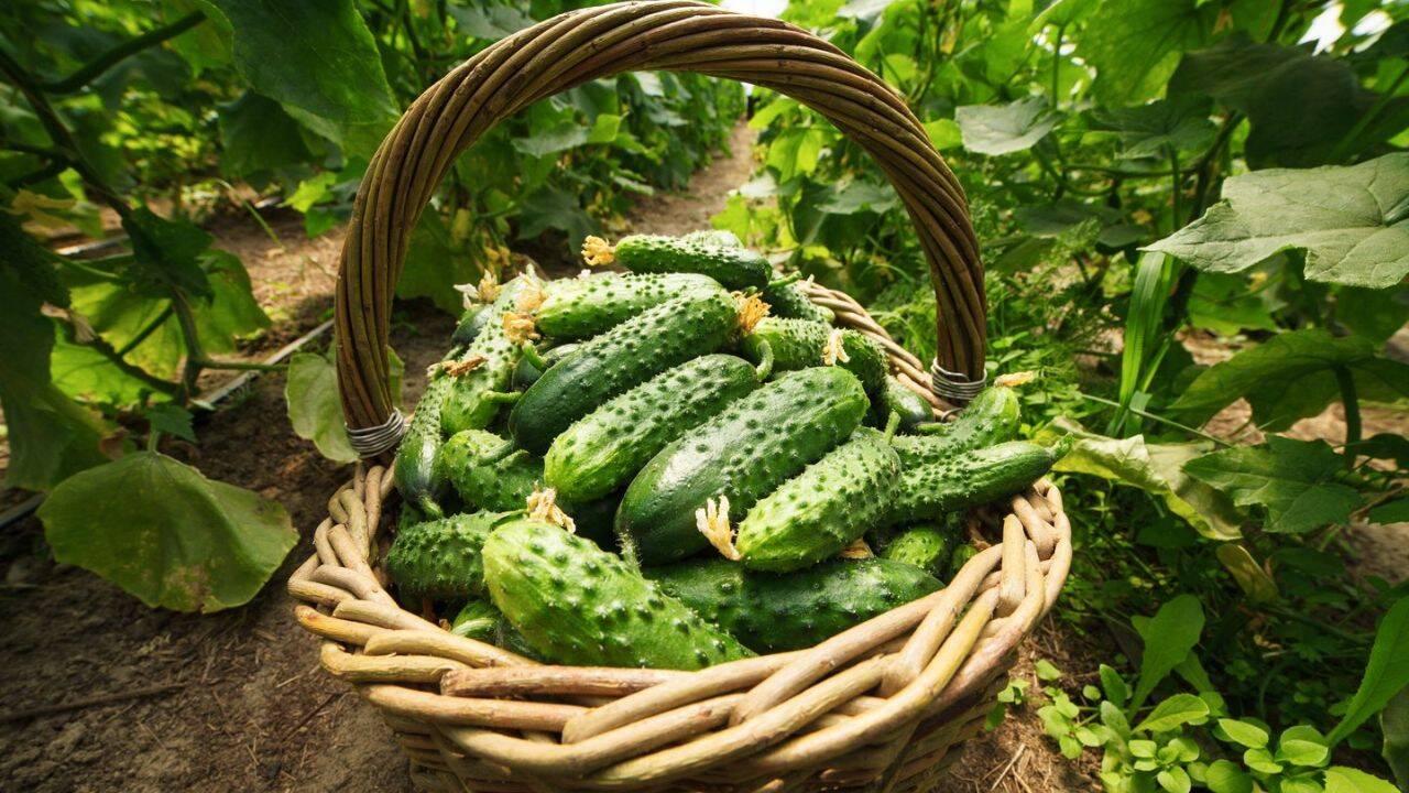 Hyvästi, etanat puutarhassa: vihannes, joka karkottaa ne lopullisesti