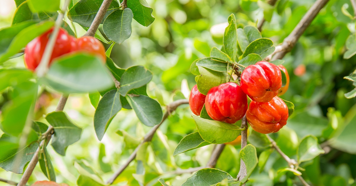 Suomalaisten pihojen suosikki: puu, joka antaa varjoa, tuottaa hedelmää ympäri vuoden ja jonka lehdet sopivat jopa teen valmistukseen.