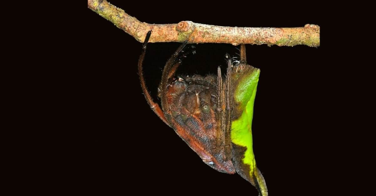 Se, mitä pidätte ”kuolleena lehtenä”, on itse asiassa pelottava saalistaja.