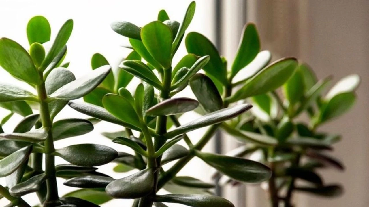 Jade-puu: pitäisikö sen olla keväällä auringossa vai varjossa?